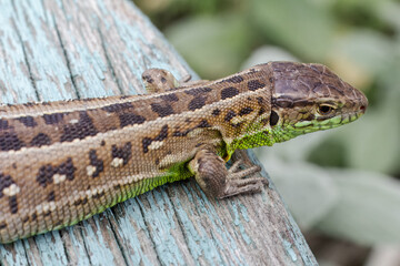 Close-up a lizard on the natural background.
