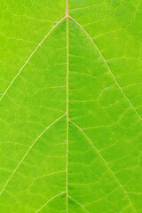 Green leaf surface with natural pattern.