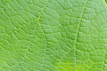 Green leaf surface with natural pattern.
