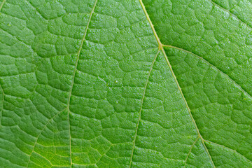 Green leaf surface with natural pattern.