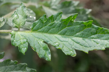 Tomato leaf on a bush in the garden.