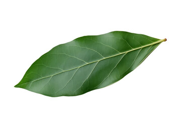 Close-up of a vibrant green leaf with detailed veins and texture, isolated on a white background.