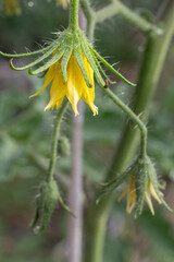 Tomato bush with flowers growing in the greenhouse.