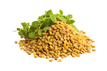 A pile of fenugreek seeds with fresh fenugreek leaves on a white background, showcasing natural herbal ingredients and culinary spices.
