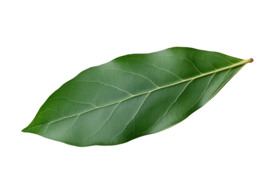 Close-up of a vibrant green leaf with detailed veins and texture, isolated on a white background.