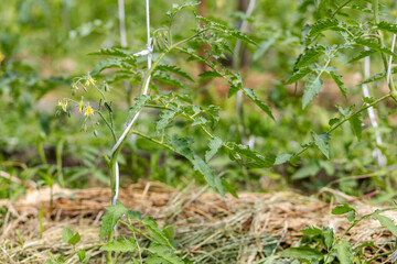 Young tomato bushes growing on the garden bed.