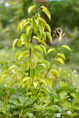 Branches of a young pear tree in a spring orchard.