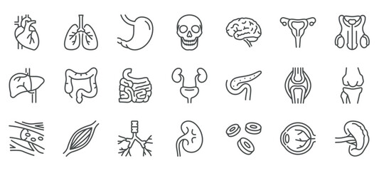 Internals Viscera Icons Set. Thin Line Illustrations of Human Internal Organs and Viscera. Editable Vector Signs Collection.