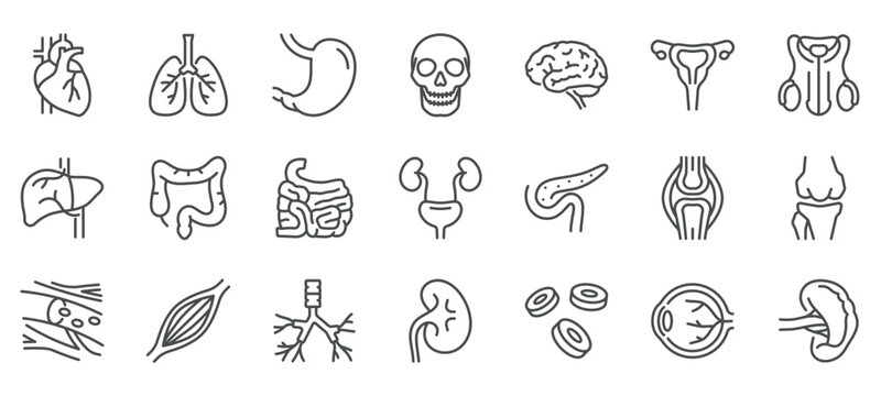 Internals Viscera Icons Set. Thin Line Illustrations of Human Internal Organs and Viscera. Editable Vector Signs Collection.