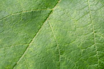 Green leaf surface with natural pattern.