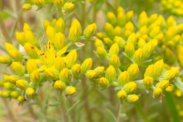 Sedum hispanicum in the spring sunny day.