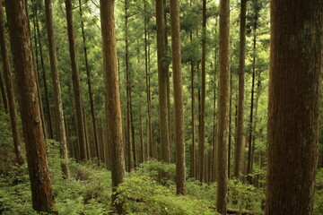 forest wood nature 森林　木　自然