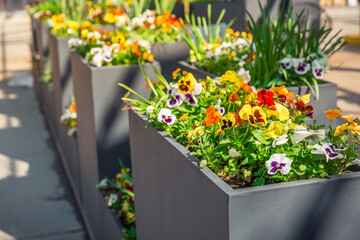 Modern raised beds and high flower pots