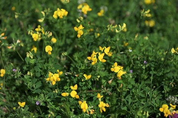 Obraz premium Close up of birds foot trefoil (lotus corniculatus) flowers in bloom