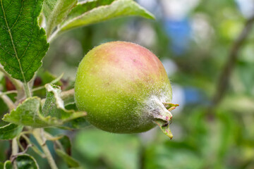 Fruit of immature apple on a branch of the tree.