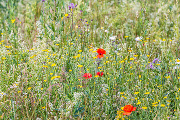 Flowering wildflowers on a meadow in the summer