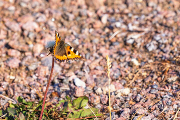 Small tortoiseshell butterfly on a flower stem
