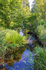 Stream in a lush green deciduous forest with water reflections