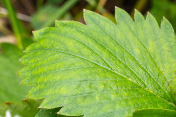 Top view of a strawberry leaf growing on the garden bed.