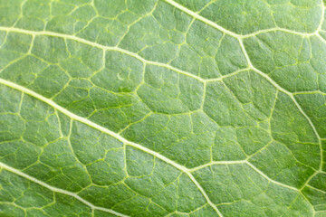 Green leaf surface with natural pattern.