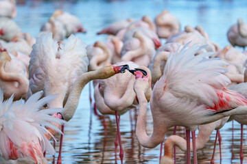 Rosarote Flamingos in der freien Natur
