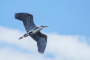 Fliegender Graureiher mit ausgebreiteten Flügeln am Himmel