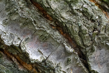 Close-up bark of an old fruit tree.