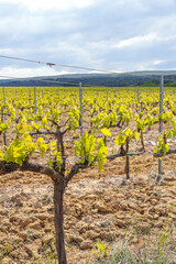 Ein Feld mit Weinstöcken und jungen Trieben