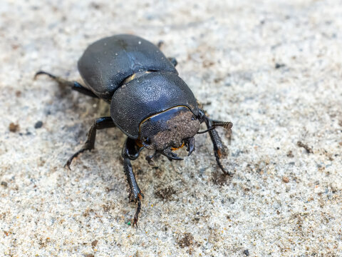 Beetle known as Dorcus parallelipipedus. Top view.