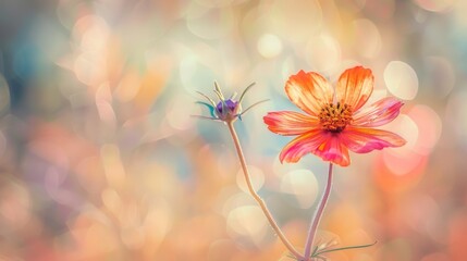 Delicate Wildflower in Full Bloom Macro Shot