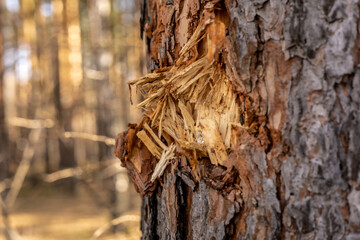 Tree trunk with damaged bark. Mechanical injury or wound of a fir tree in the forest or park close up. Trunk wounds. Handling Tree Bark Damage