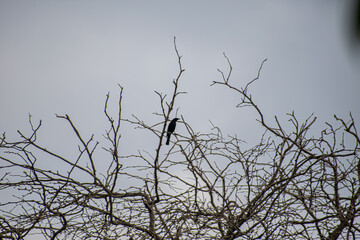 crow on a tree