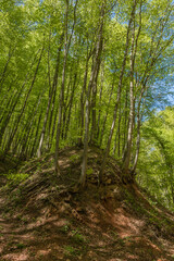 Forest landscape in spring.