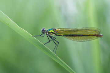 Close-up of a banded damselfly (Calopteryx splendens) sitting on a blade of grass. The background...