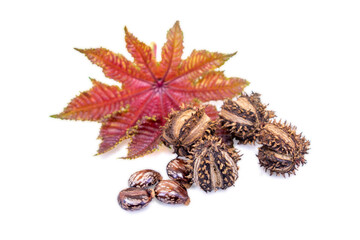 Dry organic castor (ricinus communis) fruits seeds and leaf isolated on a white background.