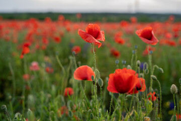 Łąka pełna maków