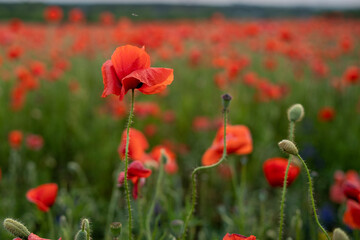 Łąka pełna maków