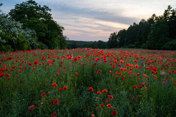 Łąka pełna maków © pinus25