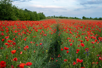 Łąka pełna maków