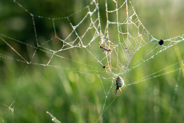 pająk na pajęczynie o wschodzie słońca