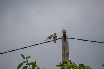 birds on a wire