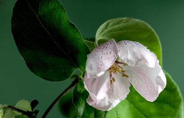 Blooming Quince tree flowers on a green background