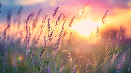 Naklejka premium Beautiful natural panoramic countryside landscape. Blooming wild high grass in nature at sunset warm summer. Pastoral scenery. Selective focusing on foreground.