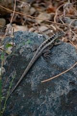 lizard on the stone