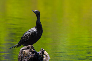Black Cormorant