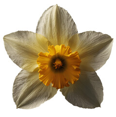 daffodil_flower png