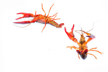 Lobster on a white background
