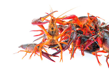 Lobster on a white background