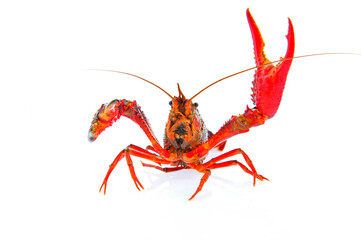 Lobster on a white background