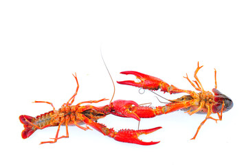 Lobster on a white background